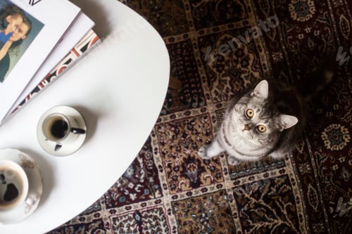 Preview: Cat looking at the camera