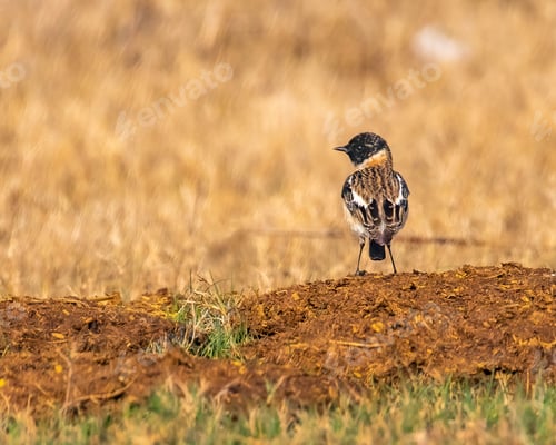Preview: Stone chat perching on tree branch