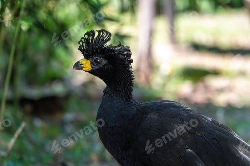 Preview: Male Bare-faced curassow (Crax fasciolata)