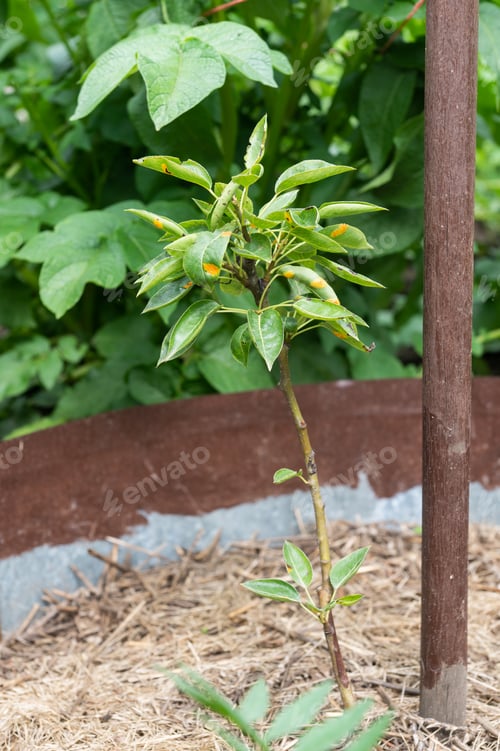 Preview: Young Plant Supported by Wooden Stake in Garden