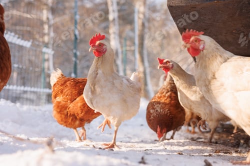 Preview: chicken walking on an eco-poultry farm in winter, free-range chicken farm