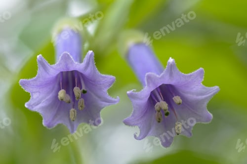 Preview: Two Blue Flowers