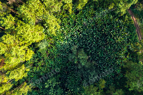 Preview: Mountains and summer green forests