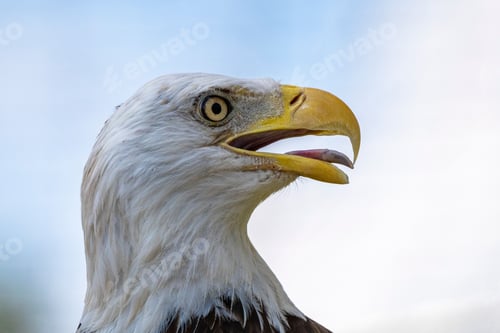 Preview: Closeup of a bald eagle looking into the distance sticking its tongue out.