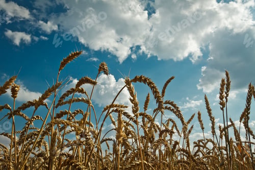 Preview: Golden wheat and idylic blue sky