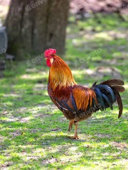 Preview: Rooster in a clearing