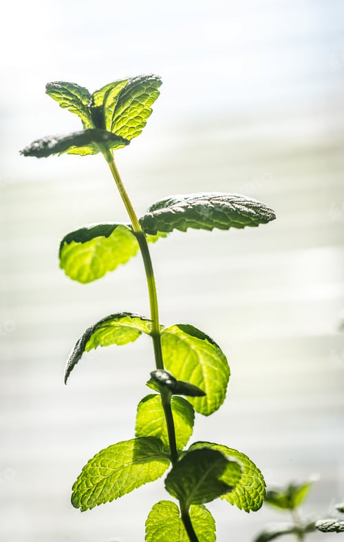 Preview: Sprig of mint
