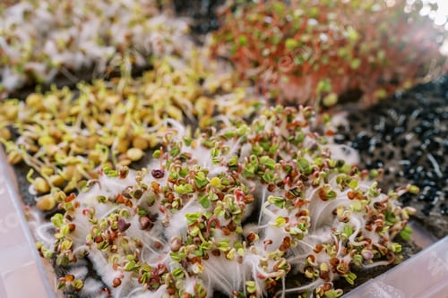 Preview: Fluffy daikon microgreen sprouts with seeds on the leaves growing in a box