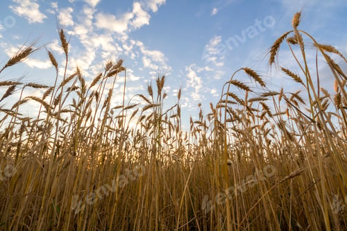 Preview: Warm colored golden ripe for harvesting wheat field. Agriculture, farming and rich harvest concept