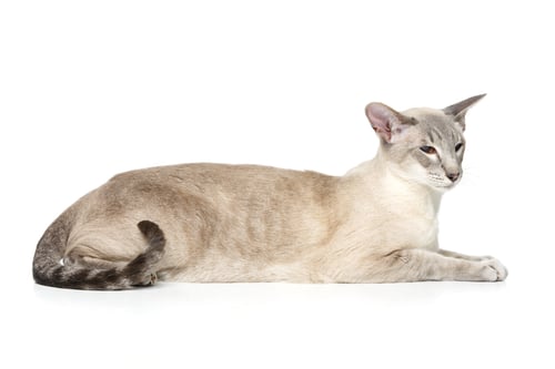 Preview: Beautiful oriental siam cat