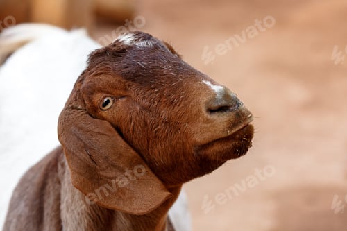 Preview: Goat Closeup With Copy Space