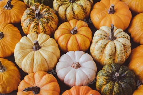 Preview: Pumpkin background.