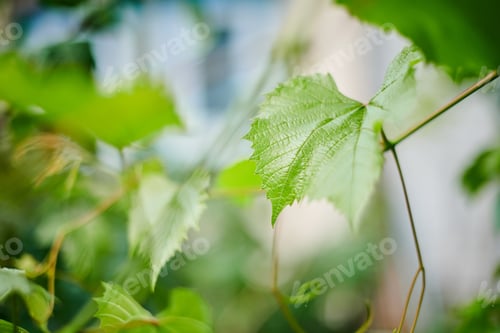 Preview: Grape leaves in vineyard. Green vine leaves at sunny september da