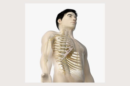 Preview: Asian Male Anatomy: Skin, Skeleton and Nervous System