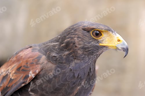 Preview: Harris's Hawk
