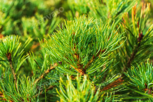 Preview: Close-Up View of Needles Shrub Siberian Stone Pine Pinus Pumila