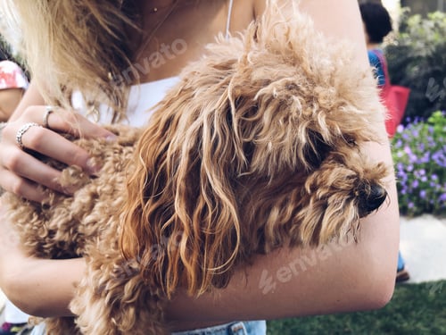 Preview: Woman Cradling Adorable Brown Poodle Mix Outdoors