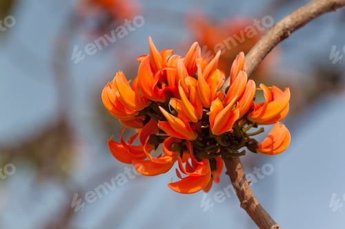 Preview: Polash flower in full bloom