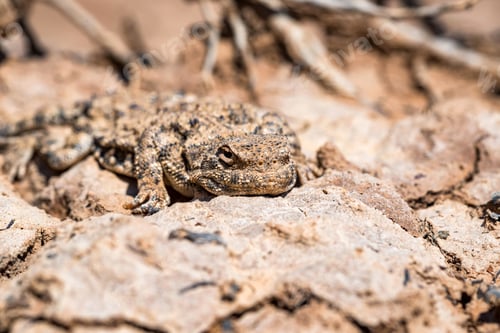 Preview: Close portrait of Phrynocephalus helioscopus agama in nature
