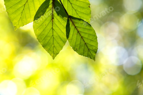 Preview: Close up of bright vibrant yellow leaves on a tree branches