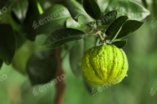 Preview: Closeup view of bergamot tree with fruit outdoors