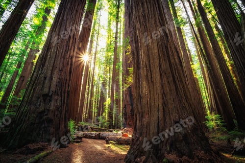 Preview: Sunrise In The The Redwoods At Redwoods National And State Parks California