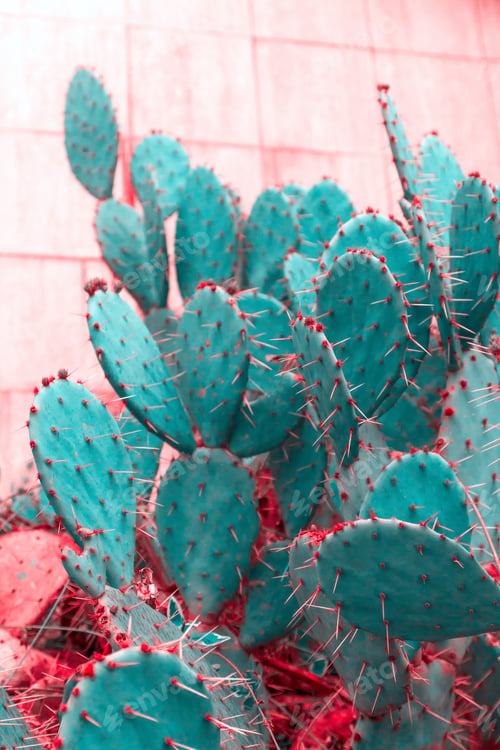 Preview: cactus on pink background pink and turquoise toning