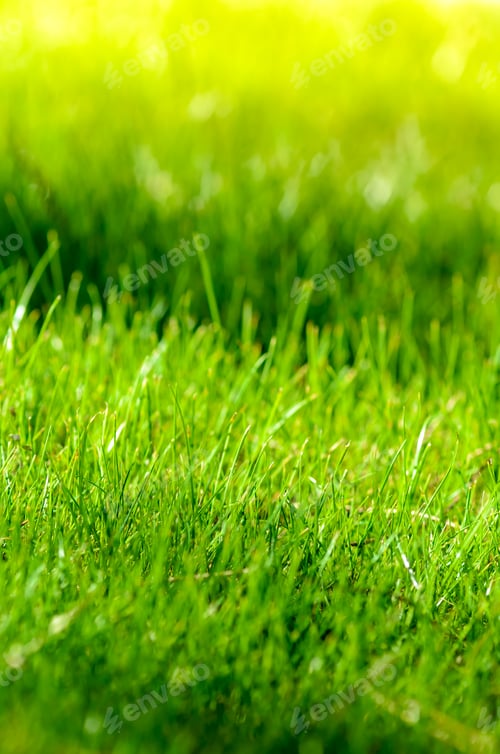 Preview: Fresh green grass close-up texture or background.