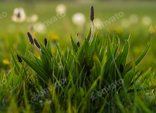 Preview: Closeup shot of a green Ribwort Plantain (Plantago lanceolata) on the blurred background
