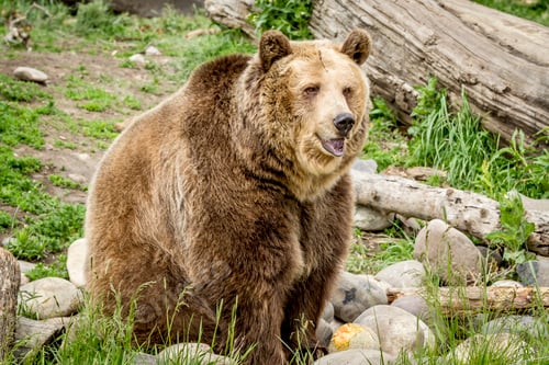 Preview: Cute but large grizzly bear.