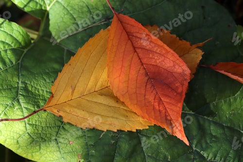 Preview: The colors of the leaves in autumn.
