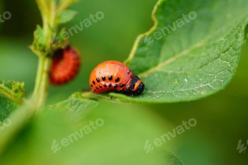 Preview: Larva of a Colorado potato beetle on a potato plant