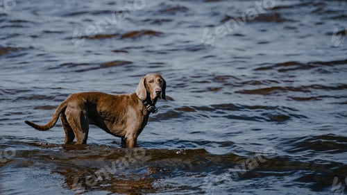 Preview: Selective focus shot of an adorable brown dog in the sea