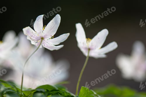 Preview: Close-up shot of a beautiful wood anemone grown in the garden on a blurred background
