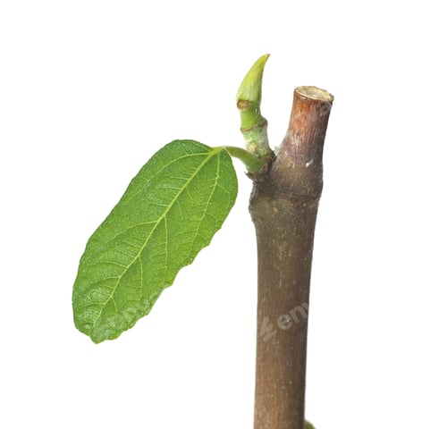 Preview: Branch of fig tree and young leaf.