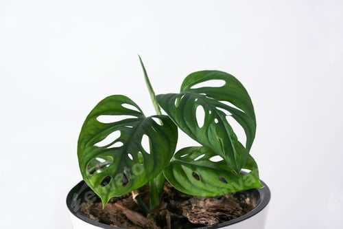 Preview: Beautiful Monstera flower in a white pot stands on a wooden stump on a white background. The concept