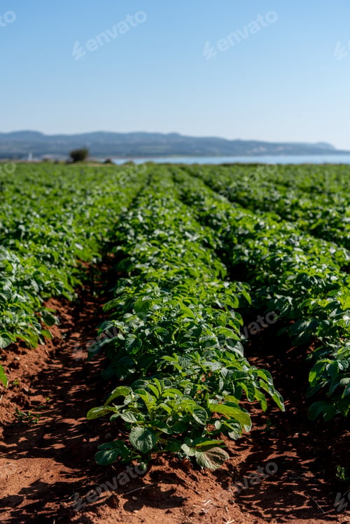 Preview: Agriculture and Farming - Potato Plantation in the Field