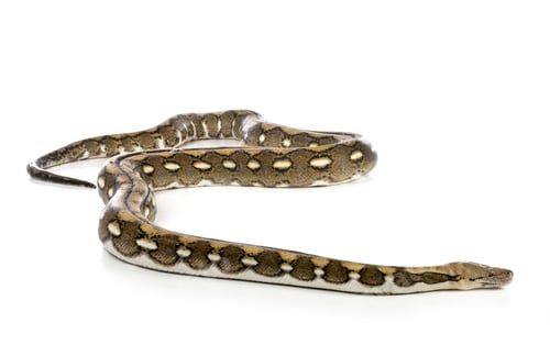 Preview: Reticulated python in studio
