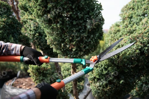 Preview: the gardener trims the trees
