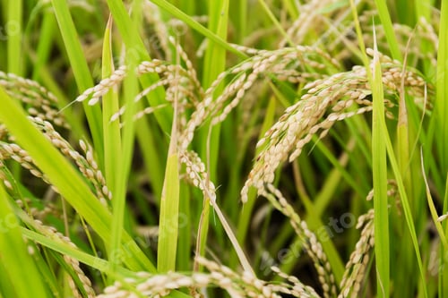 Preview: Rice field