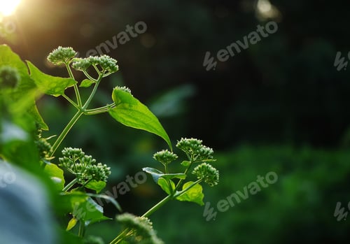 Preview: Little white flowers and green leaves in the garden