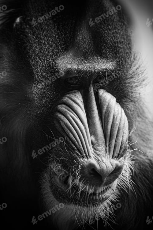 Preview: Vertical shot of a portrait of a mandrill monkey with an expressive face