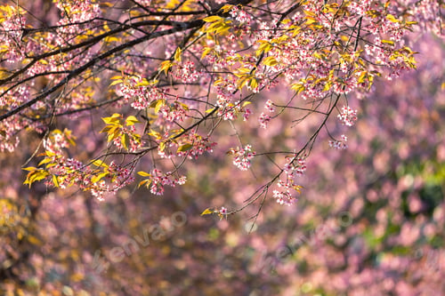 Preview: Closeup of Wild Himalayan Cherry (Prunus cerasoides) or thai sakura flower