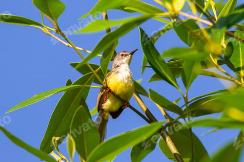 Preview: Yellow-Bellied Prinia Bird