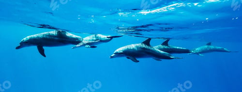 Preview: Underwater world a dolphin floats in the sea