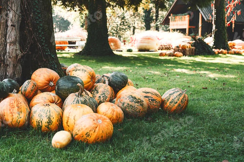 Preview: Autumn harvest of pumpkins.