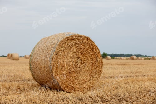 Preview: rolled haystack in the field