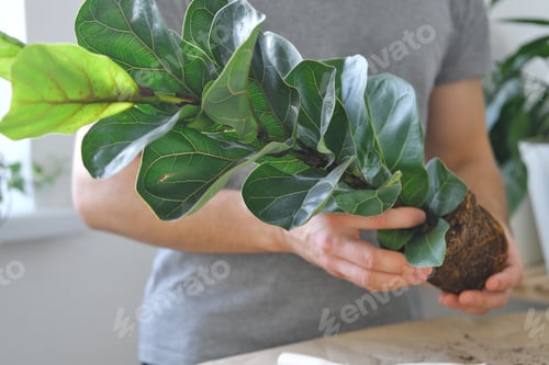 Preview: Repotting Ficus lyrata plant. Home gardening.