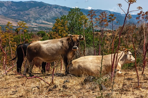 Preview: The herd of cows grazes on the hills with grass dried in the sun.