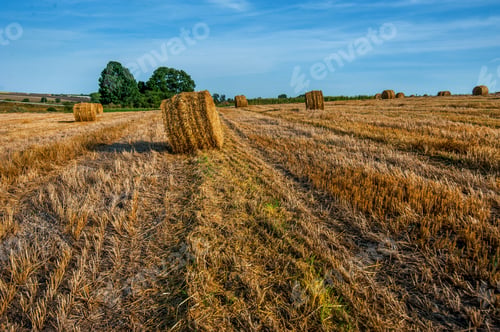 Preview: straw bales lie on a sloping field, lines after harvest